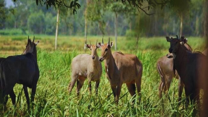 नीलगायों से छुटकारा दिलाएंगे ग्राम प्रधान