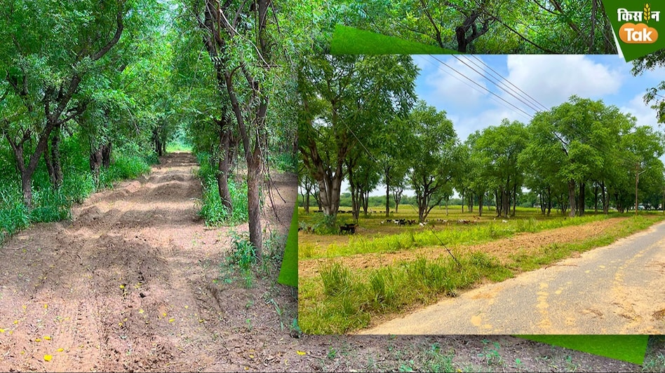 Green Fodder: बरसात में बकरियों को हरा चारा नहीं पेड़ की पत्तियां दें खाने में, होगा ये फायदा Green Fodder: बरसात में बकरियों को हरा चारा नहीं पेड़ की पत्तियां दें खाने में, होगा ये फायदा
