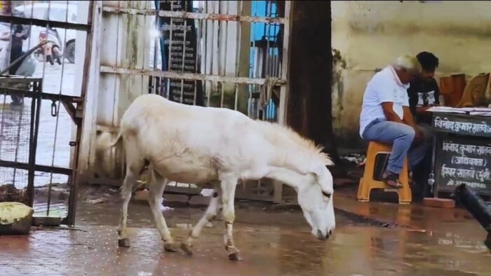 25 गधों की चोरी