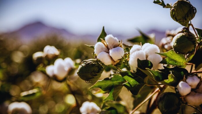 कपास की खेती (सांकेतिक तस्वीर)