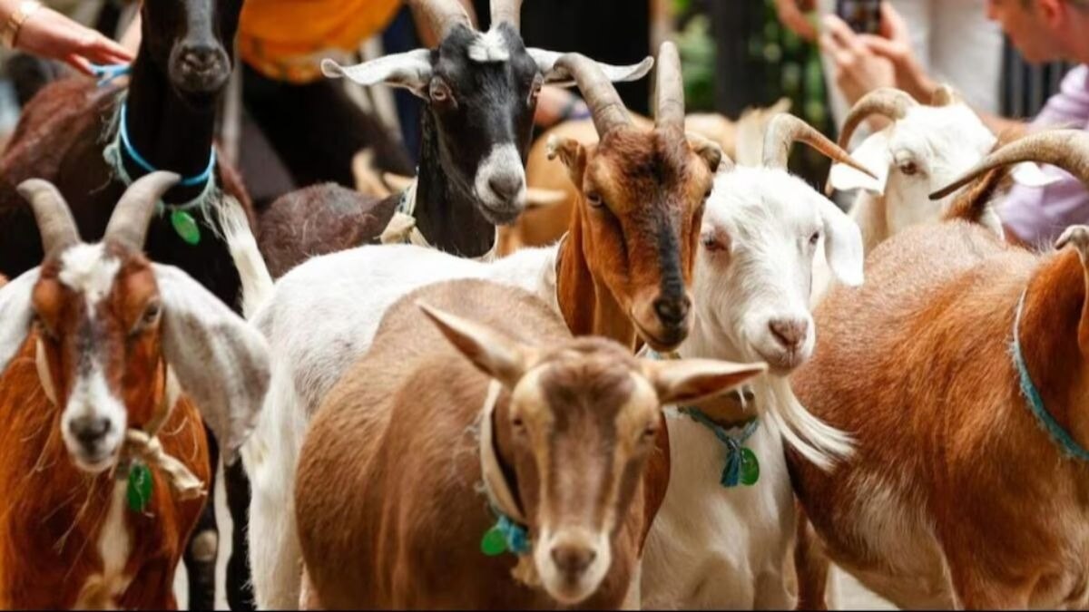 बकरी पालन में है बंपर कमाई. (सांकेतिक फोटो)