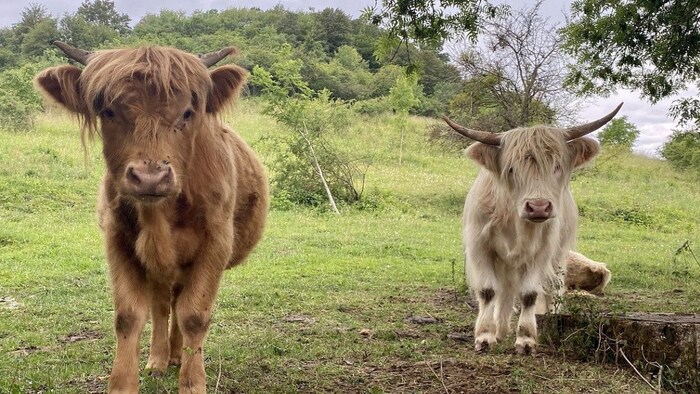 वेचुर गाय (सांकेतिक फोटो)