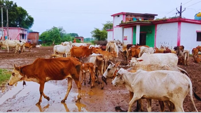 बरसात में पशुओं के लिए जानलेवा रोग
