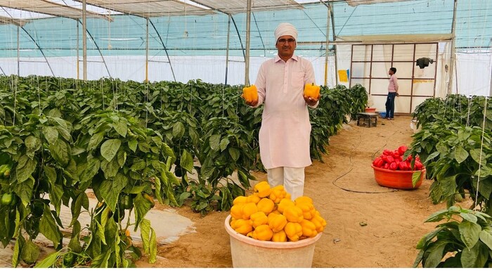 इजराइली तकनीक के सफल किसान खेमाराम चौधरी