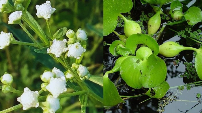 जैविक खाद