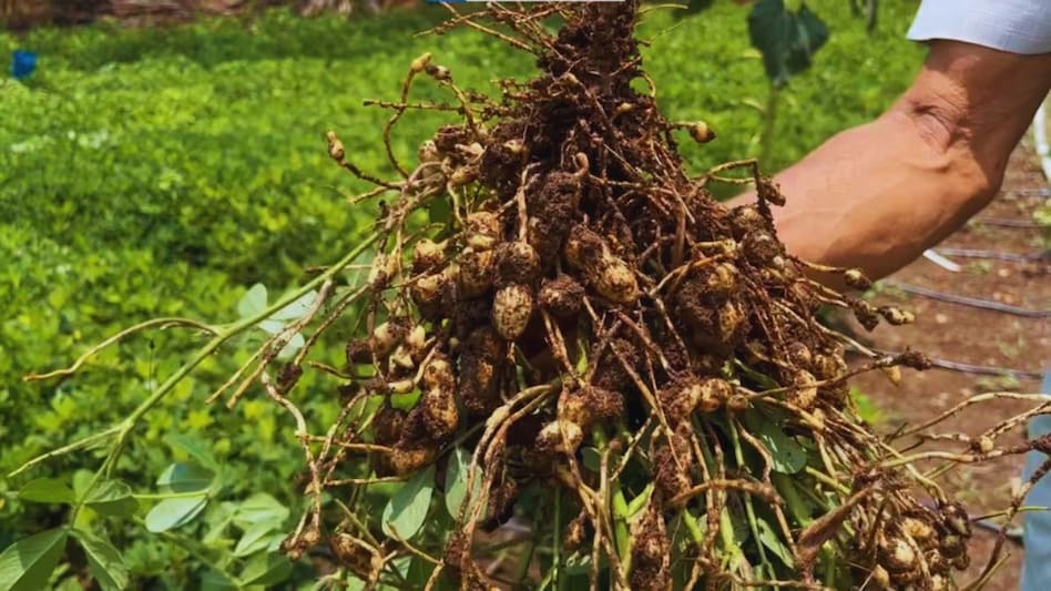 अच्छी बारिश से गुजरात के किसान खुश, कपास और मूंगफली समेत खरीफ फसलों की उपज बढ़ने का अनुमान अच्छी बारिश से गुजरात के किसान खुश, कपास और मूंगफली समेत खरीफ फसलों की उपज बढ़ने का अनुमान