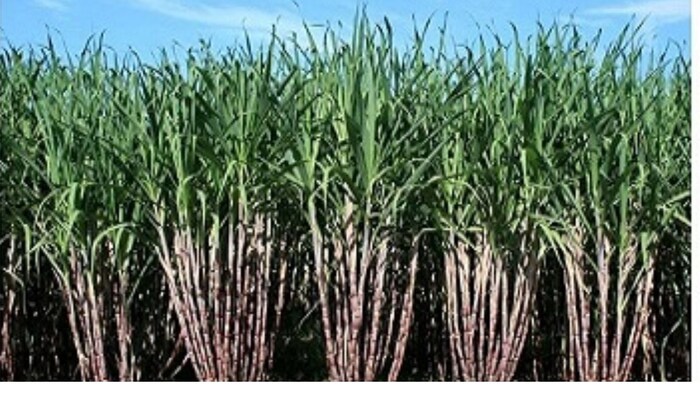 पंजाब के किसान ने शुरू किया गन्ने का स्टार्टअप (सांकेतिक तस्वीर)