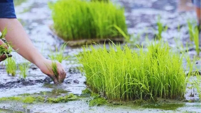 धान की खेती के लिए टिप्स.