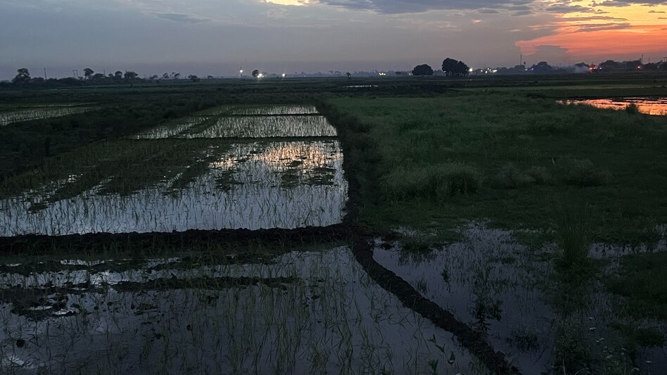 बिहार में पोखर-तालाबों की हो गई 'लूट', गरमा धान की सिंचाई के लिए नहीं बचा पानी   बिहार में पोखर-तालाबों की हो गई 'लूट', गरमा धान की सिंचाई के लिए नहीं बचा पानी