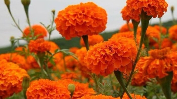 गेंदा फूल की खेती (सांकेतिक तस्वीर)