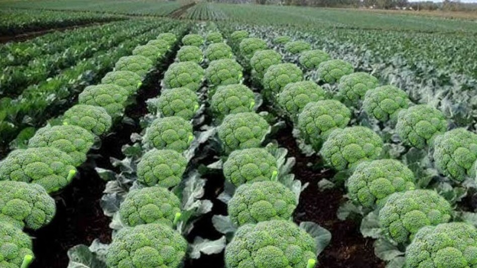 ब्रोकोली की जैविक खेती से बढ़ी अरुणाचल की इस महिला किसान की कमाई, पत्ती बेचकर भी कमाए पैसे ब्रोकोली की जैविक खेती से बढ़ी अरुणाचल की इस महिला किसान की कमाई, पत्ती बेचकर भी कमाए पैसे