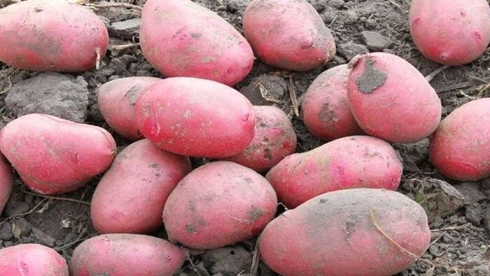 आलू के महंगा होने से जनता परेशान. (सांकेतिक फोटो)