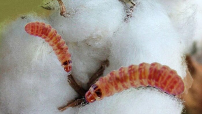 बारिश से कपास की फसल को फायदा. (सांकेतिक फोटो)