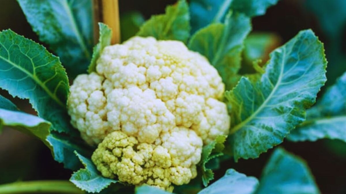 फूलगोभी के नकली बीज