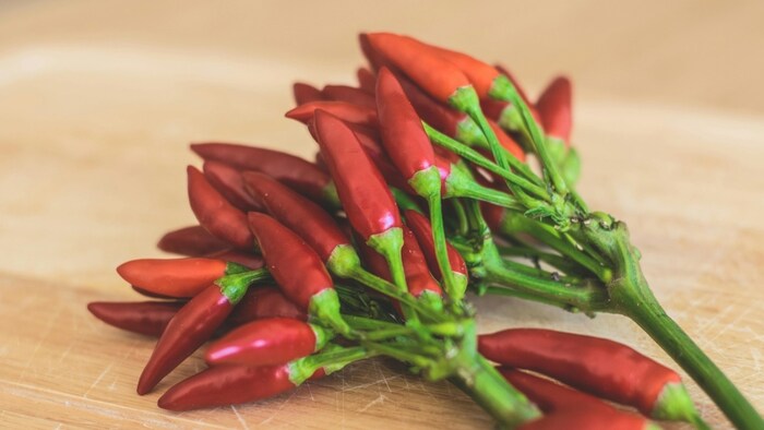 पश्चिम बंगाल के किसानों को हो रहा बुलेट मिर्च की खेती से जबरदस्त फायदा