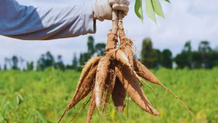 शकरकंद की तरह दिखती है ये फसल
