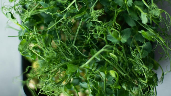 8वीं कक्षा के लड़के ने ईजाद की नई तकनीक