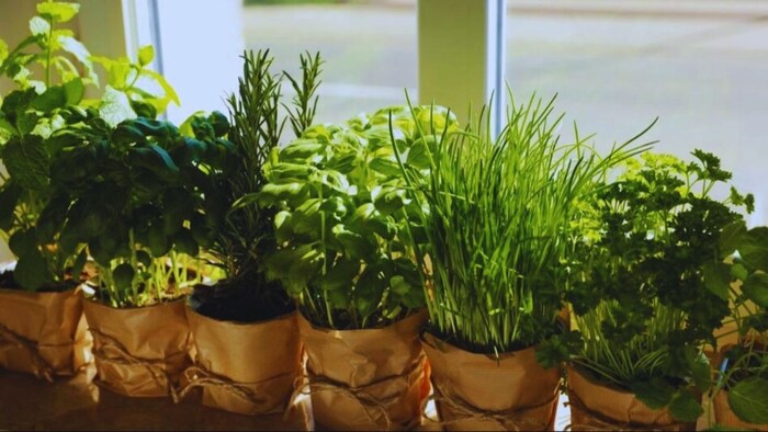 12 सब्जियों की बीज के किट