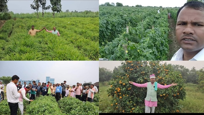सफल किसान ताराचंद बेल जी प्राकृतिक खेती की सफल तकनीक