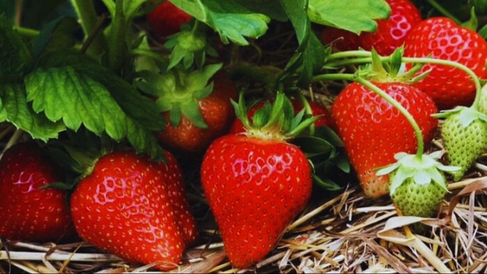 स्ट्रॉबेरी की खेती में खाद की जरूरत