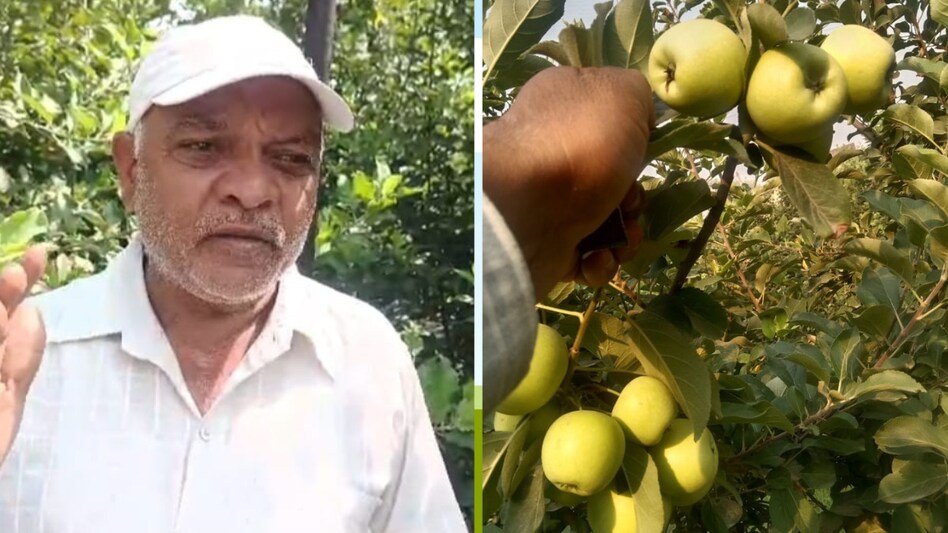 Success Story: कासगंज का ये किसान कर रहा विदेशी सेब की खेती, बोले- एक पेड़ से होगी 50 किलो फल की पैदावार Success Story: कासगंज का ये किसान कर रहा विदेशी सेब की खेती, बोले- एक पेड़ से होगी 50 किलो फल की पैदावार