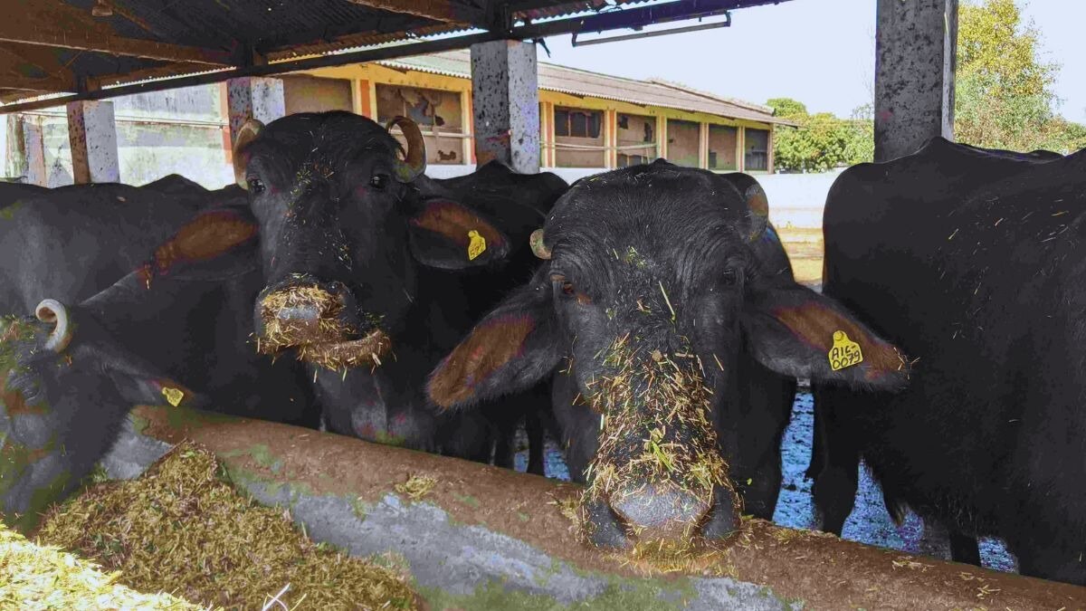 पशुओं में पेट के कीड़ों को इन 11 उपायों से किया जा सकता है कंट्रोल, जानें कैसे