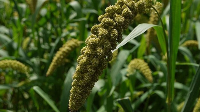 दक्षिण कश्मीर के किसान ने बाजरा की खेती में हासिल की सफलता