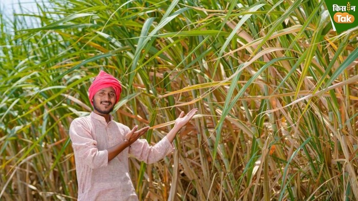 2024-25 सीजन में चीनी उत्पादन आंकड़ा 333 लाख टन के पार पहुंचने की उम्मीद है.