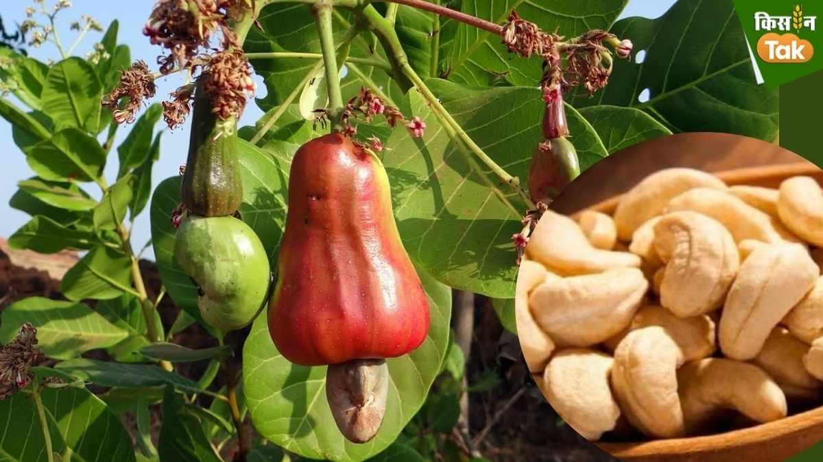 प्रधानमंत्री मोदी किसानों को काजू की दो नई किस्में सौपेंगे.