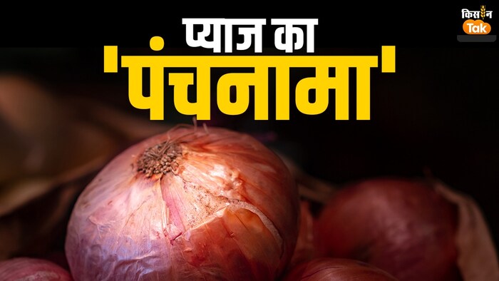 महाराष्ट्र की राजनीति में प्याज का दाम है बड़ा मुद्दा.