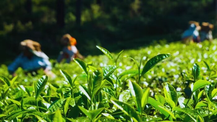 चाय की खेती पर सब्सिडी