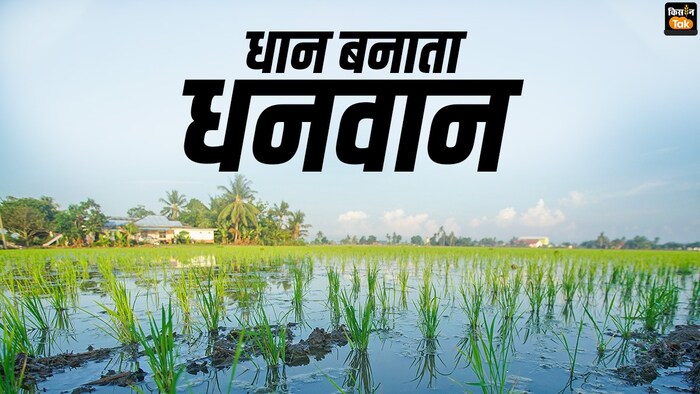 चावल एक्सपोर्ट से हट सकता है बैन, क्यों ऐसा कहा जा रहा है