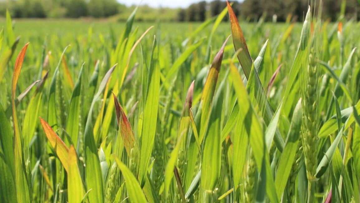धान की ऊपरी पत्तियां क्यों सूख जाती हैं?