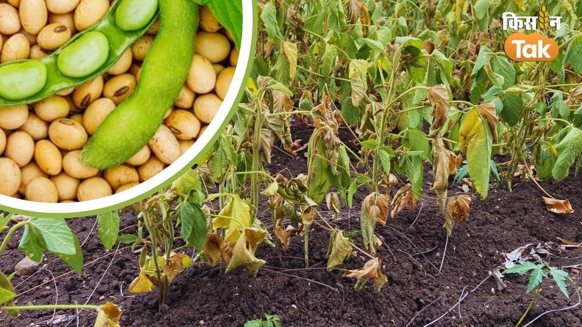 सोयाबीन के पौधे