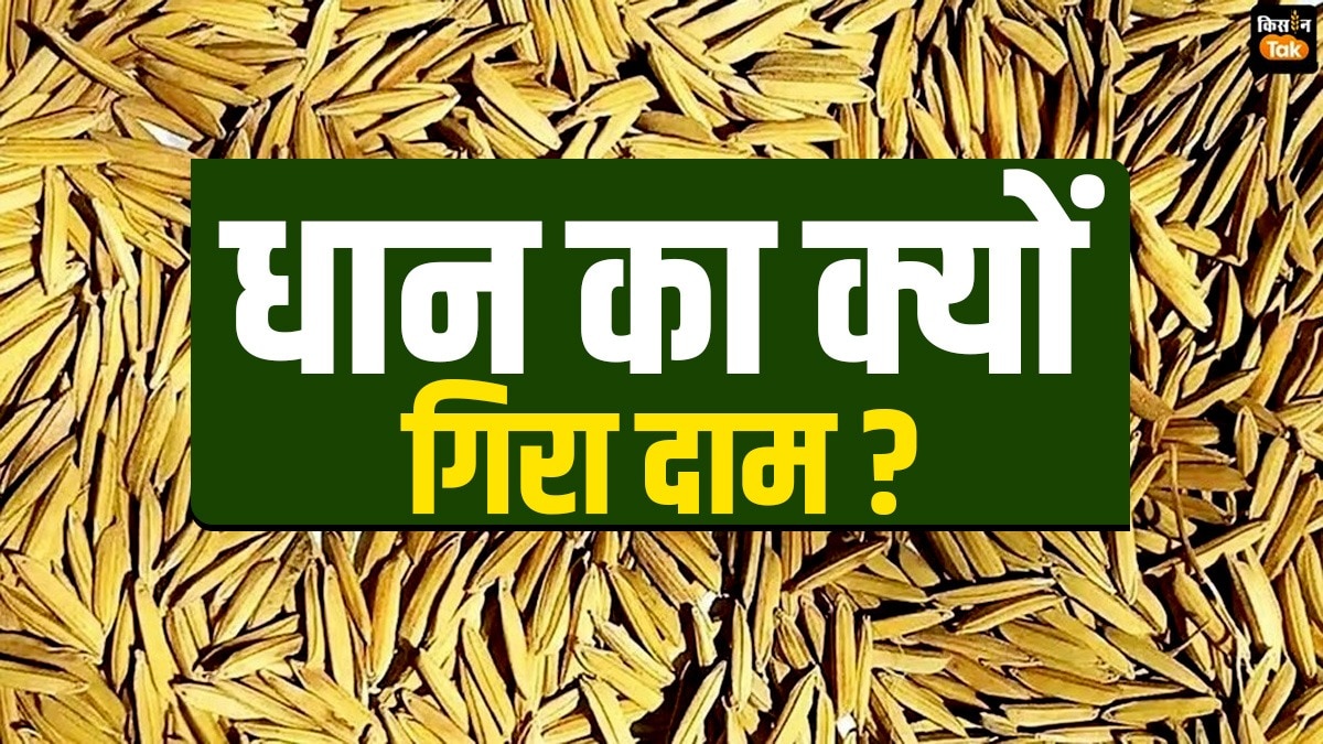 पश्चिम यूपी में जल्दी तैयार हो जाती है धान की फसल?