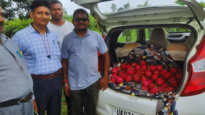 ड्रैगन फ्रूट की खेती