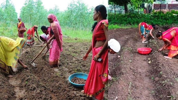 छत्तीसगढ़ सरकार महिलाओं को दे रही हल्दी की खेती में सहयोग
