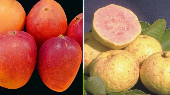 अंबिका आम और ललित अमरूद की खास वैरायटी (Photo-Kisan Tak)