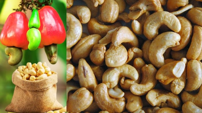 काजू उद्योग को पटरी पर लाने के लिए सरकार ने की घोषणाएं (सांकेतिक तस्वीर)