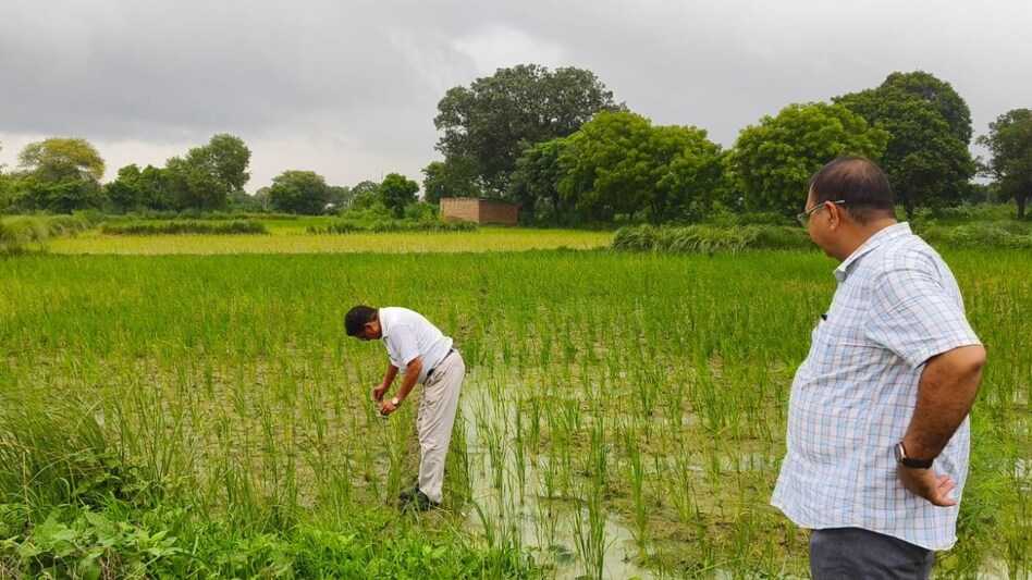 बरसात में धान की फसल पर 'बकानी रोग' का खतरा, UP कृषि विभाग ने जारी की एडवाइजरी, अपनाएं ये खास टिप्स बरसात में धान की फसल पर 'बकानी रोग' का खतरा, UP कृषि विभाग ने जारी की एडवाइजरी, अपनाएं ये खास टिप्स