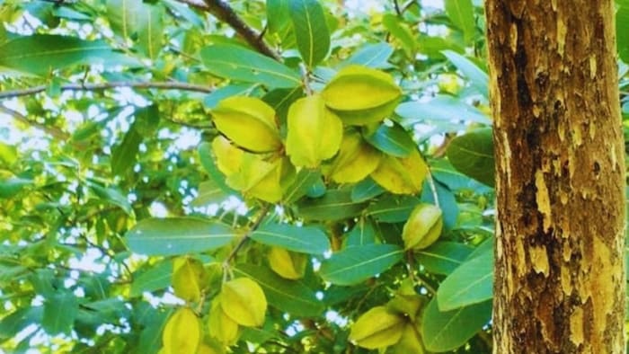 अर्जुन वृक्ष के चमत्कारी फायदे