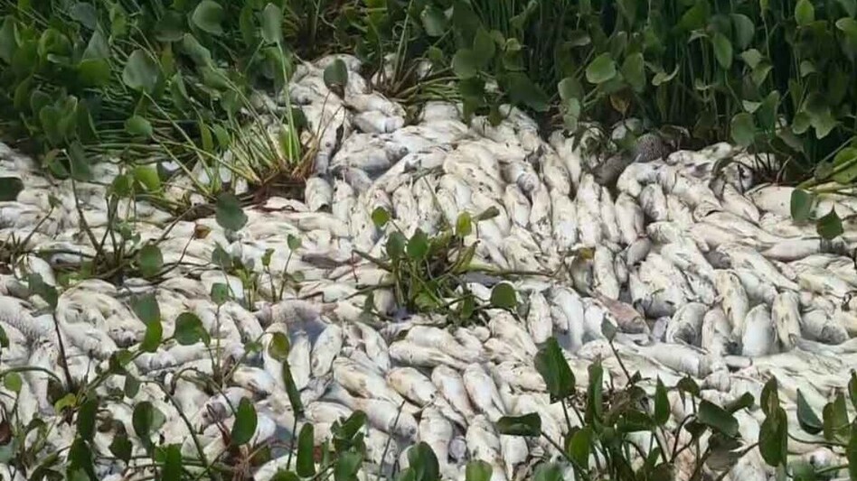गांदरबल की सिंध नदी में हुई ऑक्सीजन कमी, मर गईं हजारों मछलियां गांदरबल की सिंध नदी में हुई ऑक्सीजन कमी, मर गईं हजारों मछलियां