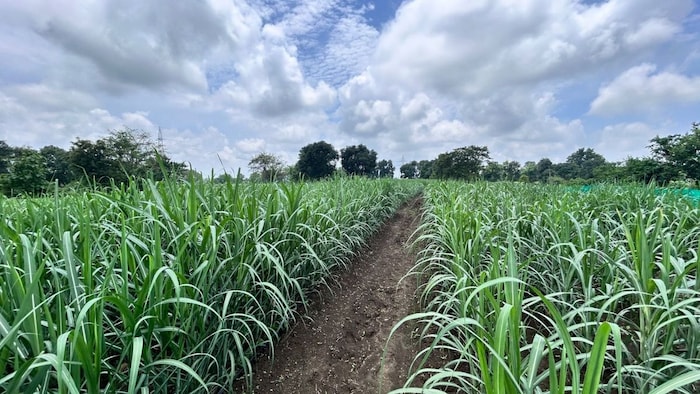 गन्ना की चार नई जलवायु अनुकूल किस्मों का विमोचन