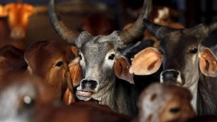 शहर में दो या उससे अधिक गाय भैंस पालने पर लगेगा लाइसेंस (फाइल फोटो)