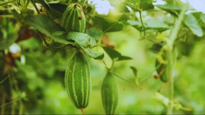 परवल की खेती