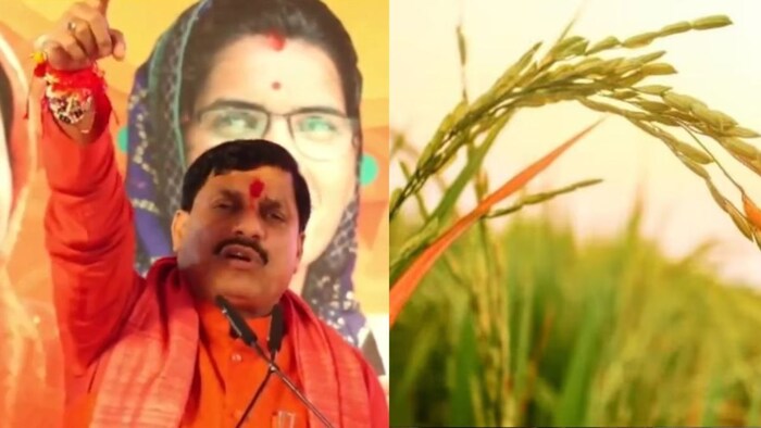 धान ओर दूध पर बोनस देगी मध्य प्रदेश सरकार