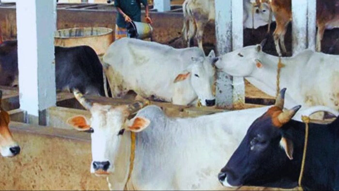 ये 12 लक्षण बताते हैं बीमार पशुओं की पहचान