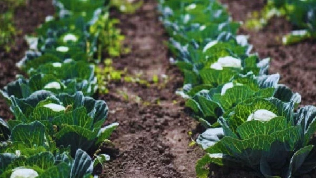 रिले क्रॉपिंग प्रणाली के तहत करें सब्जी की खेती (फाइल फोटो)