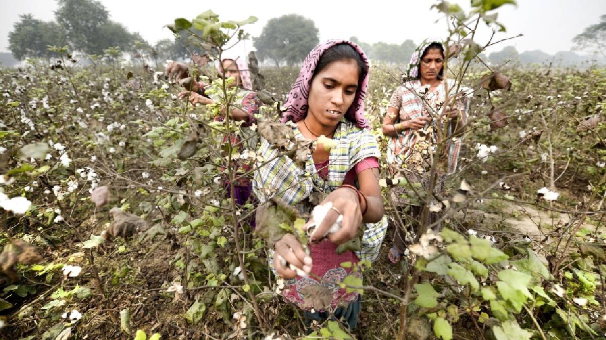 किसानों ने नष्ट कर दी कपास की फसल, दोबारा धान की ओर लौटे 