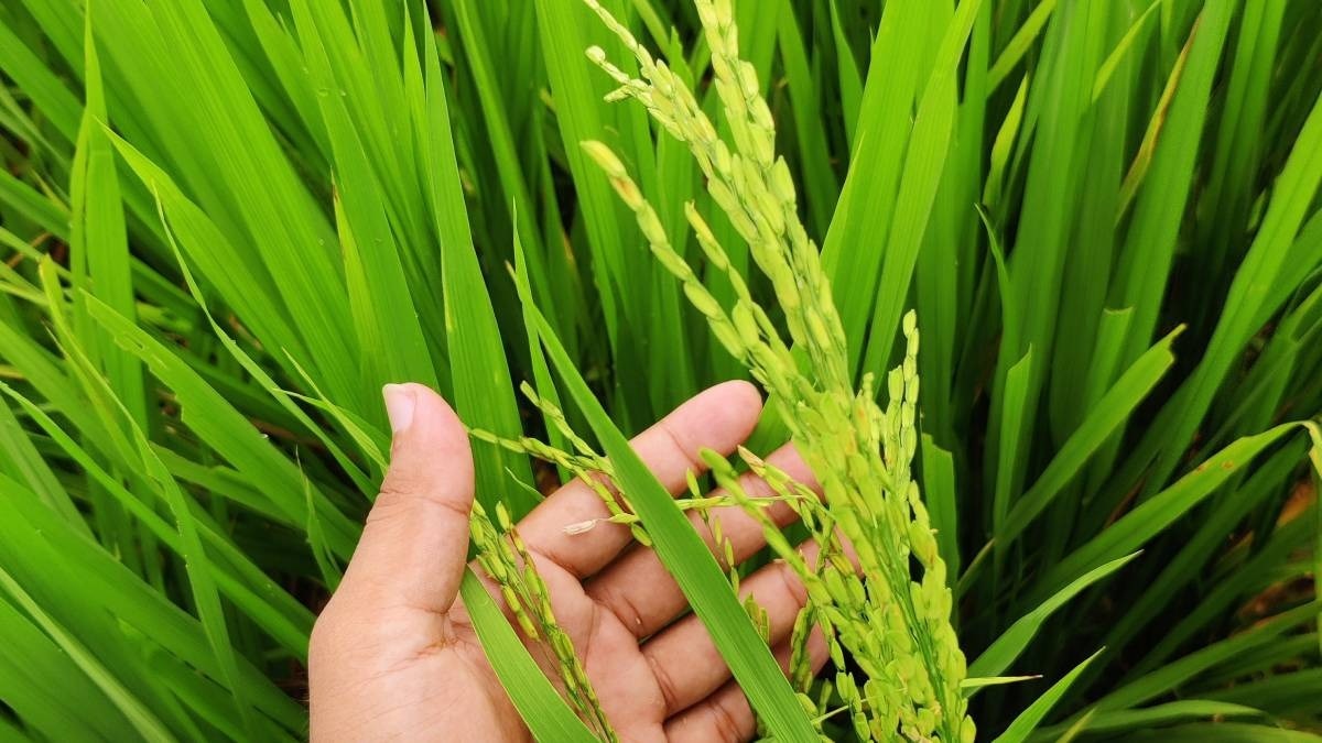 आंध्र प्रदेश के किसानों को 48 घंटे के अंदर मिलेगा धान का पैसा (सांकेतिक तस्वीर)